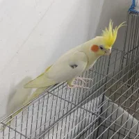 عروس هلندی لوتینو نر|پرنده|شهریار, شهرک بهاران (ویره)|دیوار