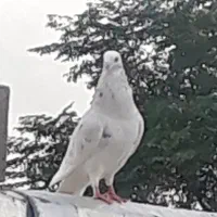 کبوتر سار سرخ نر مست دیوانه