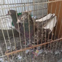 اشعل دم سفید و سیاه آبادانی و سینه ایی و طوقی۷رنگ