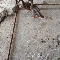 اردک پروازی|حیوانات مزرعه|شیروان (لرستان), |دیوار