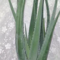 گل آلوئه ورا