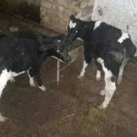 گوساله نر  هلشتاین ۴۵ روزه 2عدد