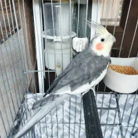 عروس هلندی نر