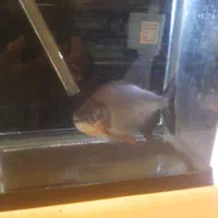 پیرانا شکم قرمز با تمام تجهیزات