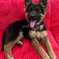 سگ ژرمن شپرد ورک لاین