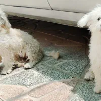 پایی|سگ|اصفهان, براآن شمالی|دیوار