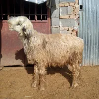 بره قوچ|حیوانات مزرعه|شیراز, گویم|دیوار