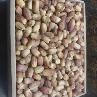 خرمای زاهدی تازه امسالی|خوردنی و آشامیدنی|کرج, شهرک بنفشه|دیوار