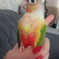 گرینچیک گم شده