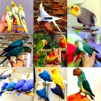 عروس هلندی گرینچیک سنگال برزیلی با شناسنامه سلامت