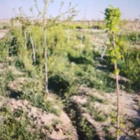 فروش زمین باغ