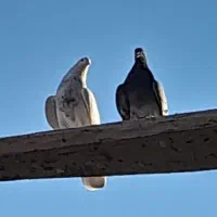 کبوتر