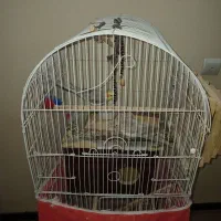 عروس هلندی طوطی|پرنده|تهران, پاسداران|دیوار