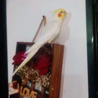 عروس هلندی نر