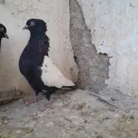 سینه سیاه|پرنده|بندر ماهشهر, |دیوار