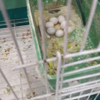 یک جفت مرغ عشق با تخم  قفس|پرنده|الیگودرز, |دیوار