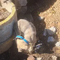 سگ پژدر اصل|سگ|زیویه, |دیوار