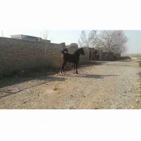 مادیان عرب|اسب و تجهیزات اسب‌سواری|تهران, فرحزاد|دیوار