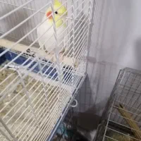 پرنده عروس زیبا