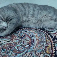 گربه|گربه|مهریز, |دیوار