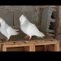 کفتر