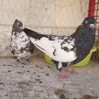 ۳عدد کبوتر تهرانی