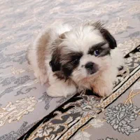 توله شیتزوفلت