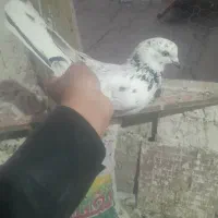 شهرستانی‌کفتر|پرنده|قم, شهرک امام حسین|دیوار