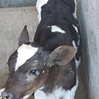 گوساله شیری15روزه