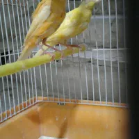 یک جفت قناری چهارماهه