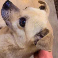 پاکوتاه تمیز و اروم|سگ|قائم‌شهر, |دیوار