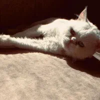 گربه نر آماده جفت گیری