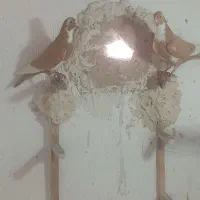 کفتر.ماده زردپلنگ