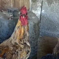 خروس دورگه