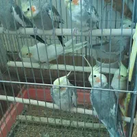 عروس هلندی|پرنده|نوشین شهر, |دیوار