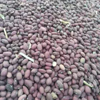 ۱تن لوبیاقرمز|خوردنی و آشامیدنی|شیراز, امام حسین|دیوار
