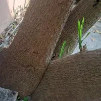 فروش یوکا|گل و گیاه طبیعی|تهران, سوهانک|دیوار