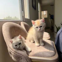 بچه گربه اسکاتیش
