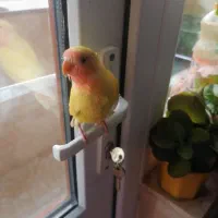 طوطی برزیلی اهلی|پرنده|تبریز, |دیوار