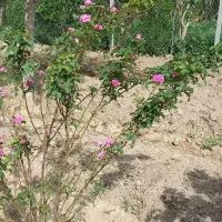 باغ باغچه ۱۰۰۰متری کاشانک اسلامشهر|فروش زمین و ملک کلنگی|اسلامشهر, کاشانک|دیوار