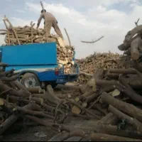 استخدام ۴ نفر همکار(۲نفر چوب بر+۲نفر کارگر ساده)