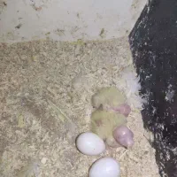 عروس نر و ماده