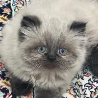 گربه های اشرافی iran cats|گربه|شیراز, ابیوردی|دیوار
