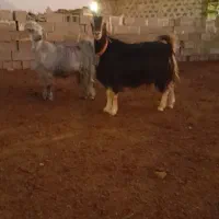 بز چپش کهره آبستنبرج ۱۰و۱۱|حیوانات مزرعه|درودزن, |دیوار