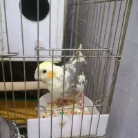 عروس هلندی|پرنده|قم, شهرک فاطمیه|دیوار