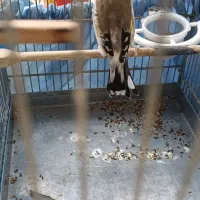 سهره|پرنده|پاکدشت, پاکدشت (مامازند)|دیوار