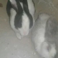 یک جفت خرگوش