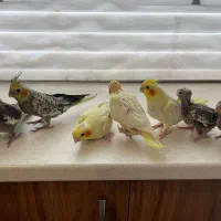 ۷ تا جوجه عروس سرلاکی و نرم خور|پرنده|کرج, کوی کارمندان جنوبی|دیوار