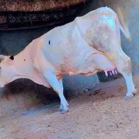 گاو|حیوانات مزرعه|سراوان, |دیوار