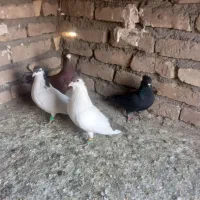 پرشی|پرنده|قائن, |دیوار